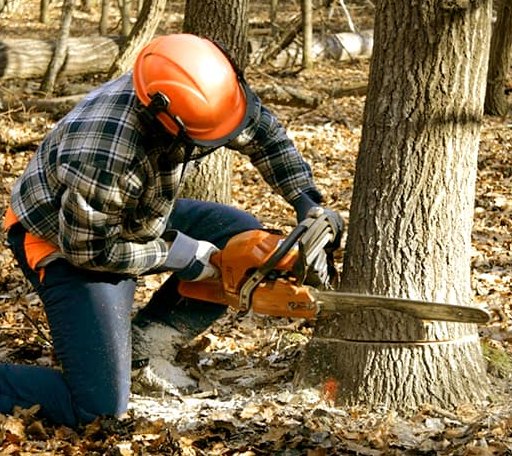 Tree Removal in Nielsville, MN